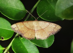 Pylargosceles steganioides