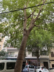 Celtis australis
