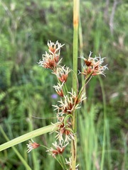 Cladium mariscus mariscus