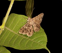 Racotis boarmiaria