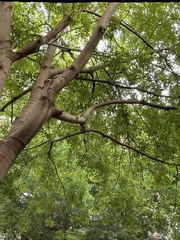 Celtis australis