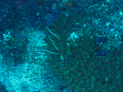 Hologymnosus doliatus