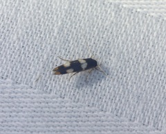 Stathmopoda paradiplaspis