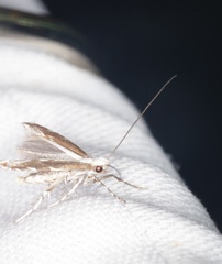 Epicephala lativalvaris