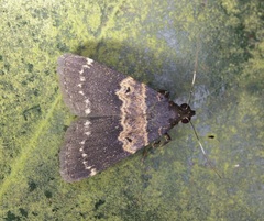 Hydrillodes nilgirialis