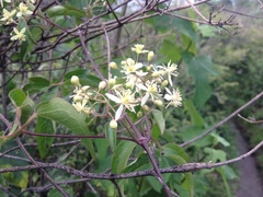 Clematis drummondii