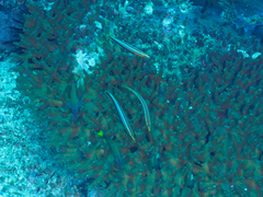 Hologymnosus doliatus