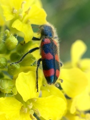 Trichodes nuttalli