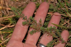 Pultenaea maritima