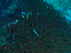 Hologymnosus doliatus