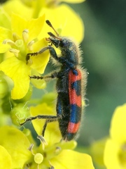 Trichodes nuttalli