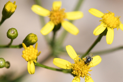 Cineraria erodioides