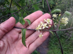 Clematis drummondii