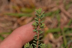 Pultenaea maritima