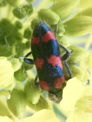 Trichodes nuttalli