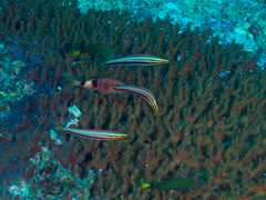 Hologymnosus doliatus