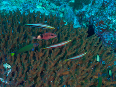 Hologymnosus doliatus