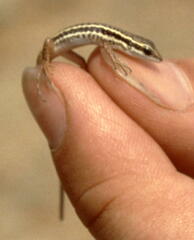 Ophisops elegans basoglui