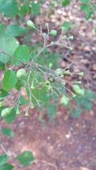 Ajugoideae