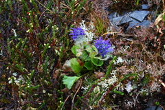Veronica alaskensis