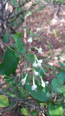 Ajugoideae