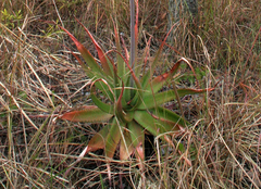 Aloe christianii