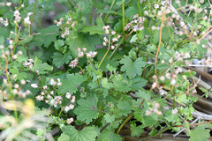 Cineraria erodioides