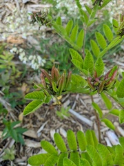 Astragalus glycyphylloides