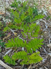 Astragalus glycyphylloides