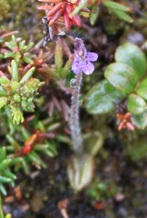 Pinguicula villosa