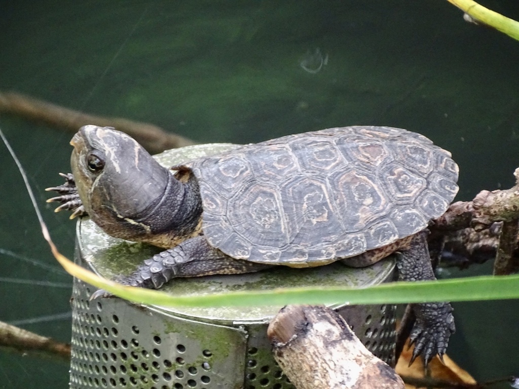 big-headed turtle