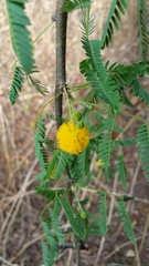 Vachellia farnesiana image