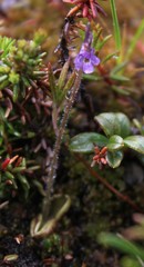 Pinguicula villosa