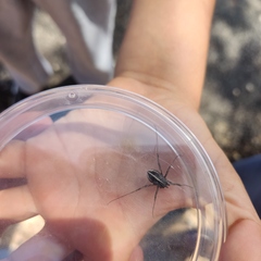 Zachaeus