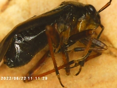 Capsus ater