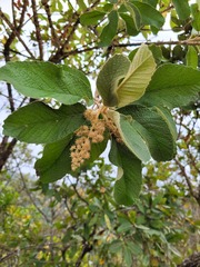 Tarchonanthus trilobus