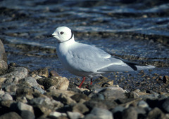 Ross's Gull photo 2