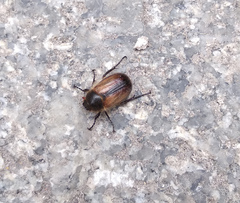 Amphimallon ruficorne