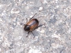 Amphimallon ruficorne