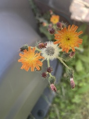Pilosella aurantiaca