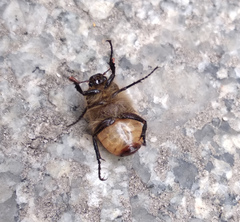 Amphimallon ruficorne