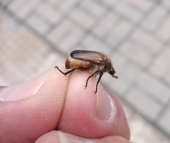 Amphimallon ruficorne