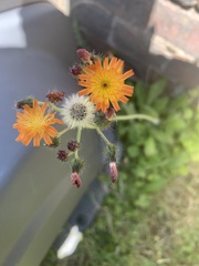 Pilosella aurantiaca