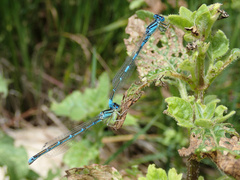 Coenagrion caerulescens