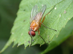 Achanthiptera rohrelliformis