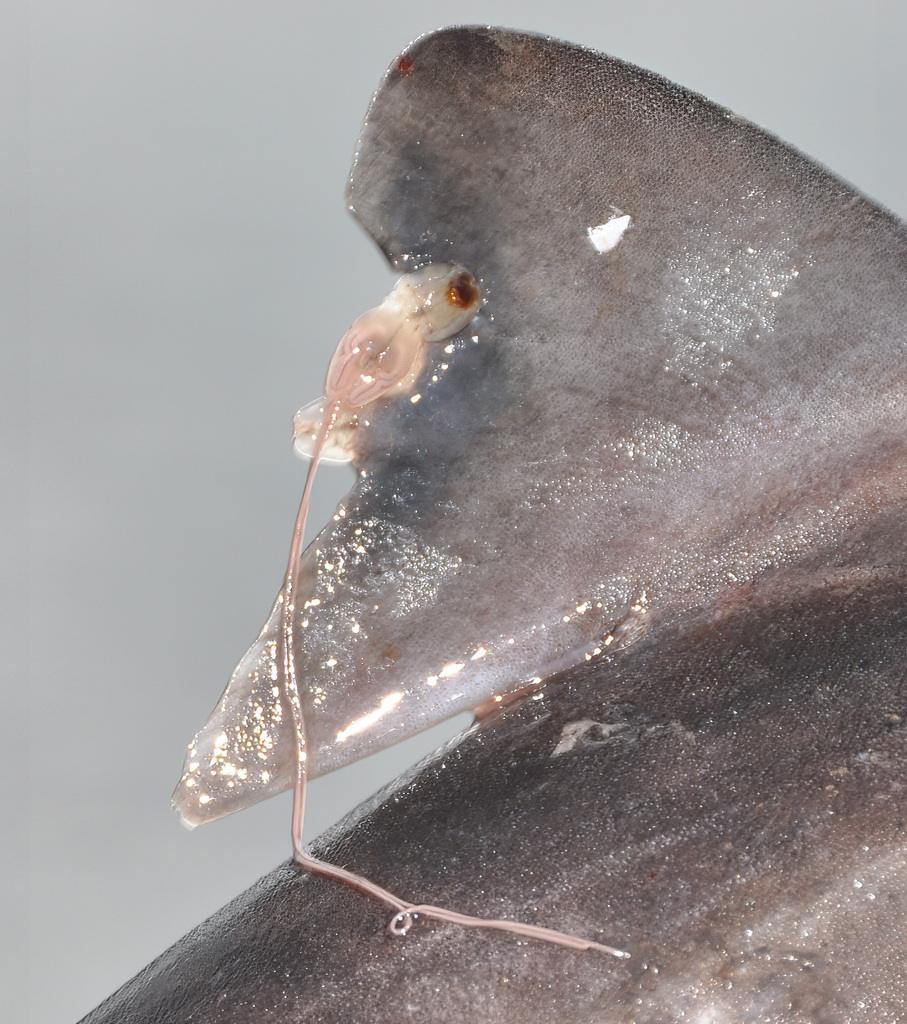Echthrogaleus coleoptratus