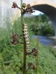 Cucullia scrophulariae