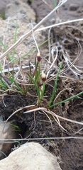 Juncus biglumis
