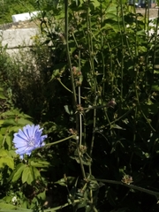 Cichorium intybus
