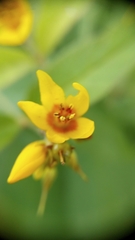 Lysimachia vulgaris